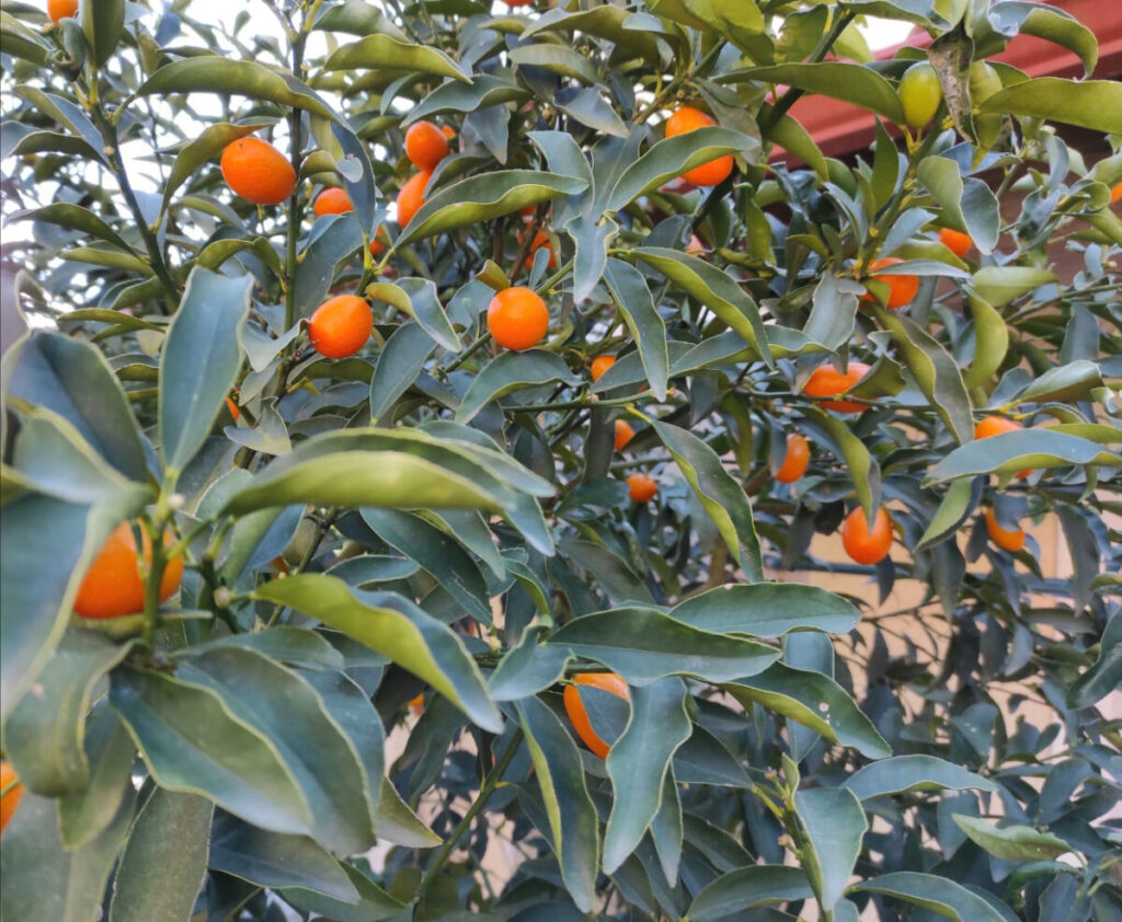 kumquat corfu